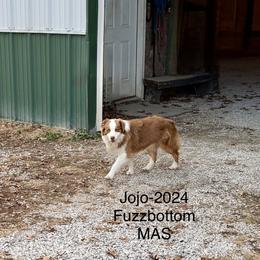 Fuzzbottom Angelo Jo-Jo - Red tri-color male Miniature American Shepherd puppy in Polo, Missouri from Fuzzbottom Miniature American Shepherd