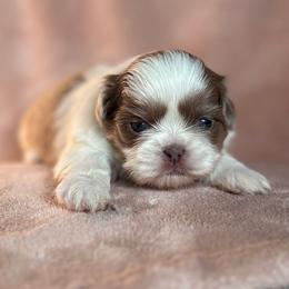 4 - Tricolor male Shih Tzu puppy in Las Vegas, Nevada from Vegas Shih Tzus
