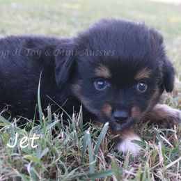 Jet - Black tri male Miniature American Shepherd puppy in Godley, Texas from Flying H Toy and Mini Aussies