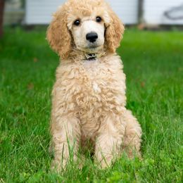 Poodle Puppies from Pawsable Prospects