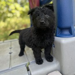 Ferris - Black male German Shepherd puppy in Catskill, New York from Vom Kugelblitz Kennels