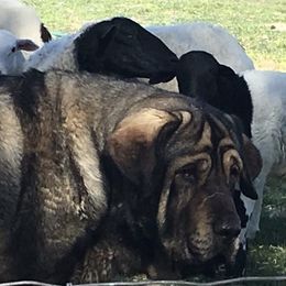 Spanish Mastiffs from Hoof and Fang Spanish Mastiffs