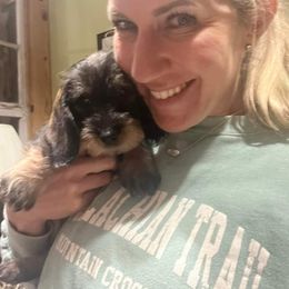 Dachshund Puppies from Two River Wirehaired Dachshunds