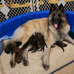 Belgian Tervuren Puppies from Gallery's Belgian Tervurens