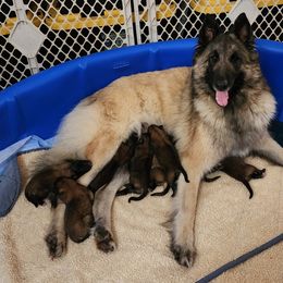 Belgian Tervuren Puppies from Gallery's Belgian Tervurens
