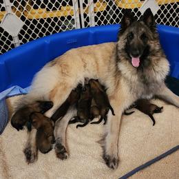 Belgian Tervuren Puppies from Gallery's Belgian Tervurens