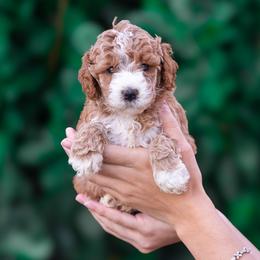 Phoebe - Parti female Poodle puppy in Fort Myers, Florida from Blossom Paws
