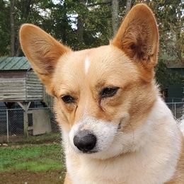 Honey-B  - Pembroke Welsh Corgi