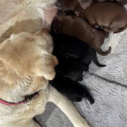 Black girl - Black female Labrador Retriever puppy in Longview, Washington from Steele's Lone Oak Labradors