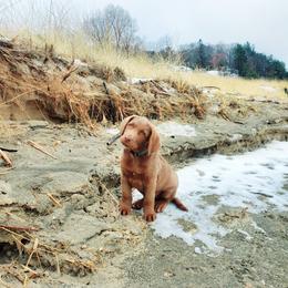 Chesapeake Bay Retriever Puppies from Shore Acres Chesapeakes