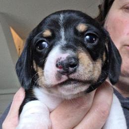 Rosie's black and tan piebald smooth boy - Black and tan male Dachshund puppy in Declo, Idaho from Dozendachs