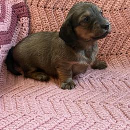 Girl 6 - female Dachshund puppy in New Ross, Indiana from Spring Brook Farms, LLC