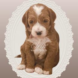 Feta - Parti female Goldendoodle puppy in Garden Grove, California from Sunkissed Doodles