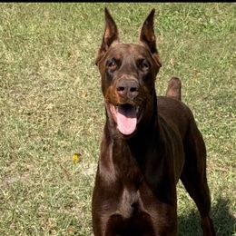 Atlantis - Doberman Pinscher