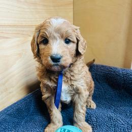 Purple collar - Apricot male Goldendoodle puppy in Denison, Iowa from Violet View Iowa Goldendoodles