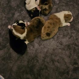 American Corgi Puppies from GC Farms Corgis