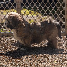 Lhasa Apso Puppies from Floofie Butts