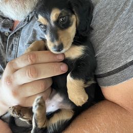 Dachshund Puppies from Willow River Dachshunds
