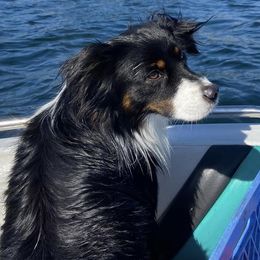 Miniature American Shepherds from Kickinauss Washington