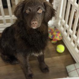 Mercedes - Brown and white female Aussiedoodle puppy in Coulee City, Washington from Mr and Mrs Doodle Farm