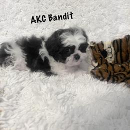 AKC Bandit - Black and white male Shih Tzu puppy in Greenville, South Carolina from Babyface Shih Tzu