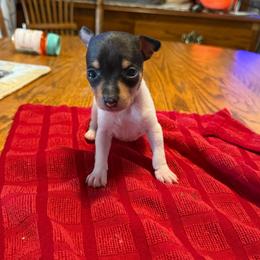 Pup E - White black and tan female Toy Fox Terrier puppy in Clermont, Florida from Debbie Hiles's Toy Fox Terriers