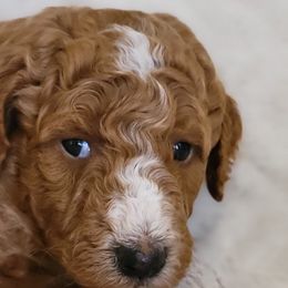 Goldendoodle Puppies from Americana Paws