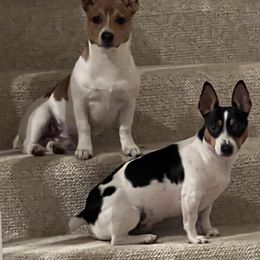Teddy Roosevelt Terrier Puppies from Margo Lauritsen