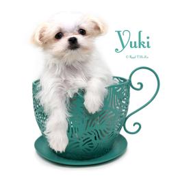 Yuki - White female Mi-Ki puppy in Elizabeth, Colorado from Royal T Mi-Kis