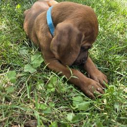 Boy 2 - male Redbone Coonhound puppy in Hustontown, Pennsylvania from Triple I Redbones