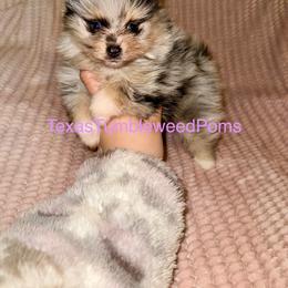 Pomeranian Puppies from Texas Tumbleweed Poms