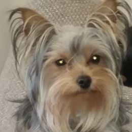 Sophie’s I - Yorkshire Terrier