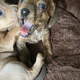 Dachshund Puppies from Bella’s Puppies