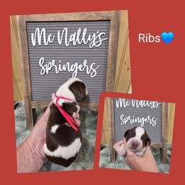 Riibs - Liver and white male English Springer Spaniel puppy in Freeland, Michigan from McNally's Springer Spaniels