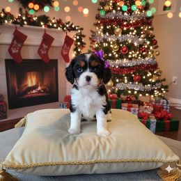Purple collar - Black and tan female Cavalier King Charles Spaniel puppy in Wahiawa, Hawaii from Versatile Ohana