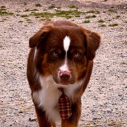 Wade - Miniature American Shepherd