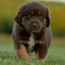 Tomi - Red tri male Miniature Australian Shepherd puppy in Hartman, Arkansas from Southern Edition Aussies