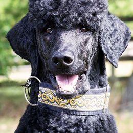 Poodles from Arreau