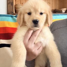 Pink Stripe Collar Girl - Golden female Golden Retriever puppy in Garrison, Montana from Mattiaci Goldens