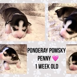 Pomsky Puppies from Ponderay Pomsky