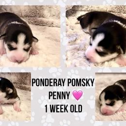 Pomsky Puppies from Ponderay Pomsky