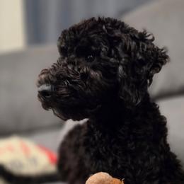 Baloo - Black male Goldendoodle puppy in Goodyear, Arizona from The Earl Dood(le)s