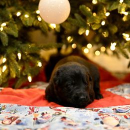 German Shepherd Puppies from Little Bear German Shepherds