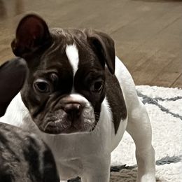 Boston Terrier and French Bulldog Puppies from Pickarts Pups Frenchton and Boston Terrier