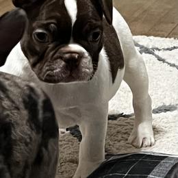Boston Terrier and French Bulldog Puppies from Pickarts Pups Frenchton and Boston Terrier