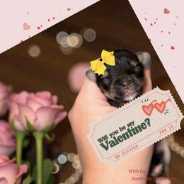 Trixie 3000 - Black and tan female Yorkshire Terrier puppy in Midland, Texas from Southern Yorkie Pies