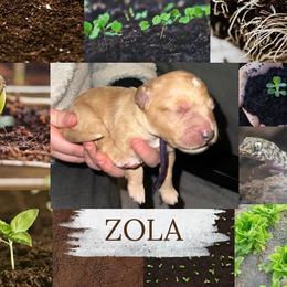 Zola - Apricot female Goldendoodle puppy in Prosperity, Pennsylvania from Stelladoodles & Company
