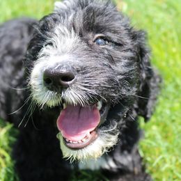 Goldendoodle, Labradoodle, and Poodle Puppies from CNR Farms