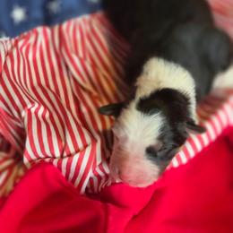 Patriot - Tri-color male Border Collie puppy in Watsontown, Pennsylvania from Kate Gresham