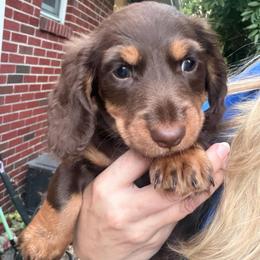 Timber AKC - Chocolate and tan male Dachshund puppy in Erie, Michigan from Champagne’s Grinch Toe’d Dachshunds